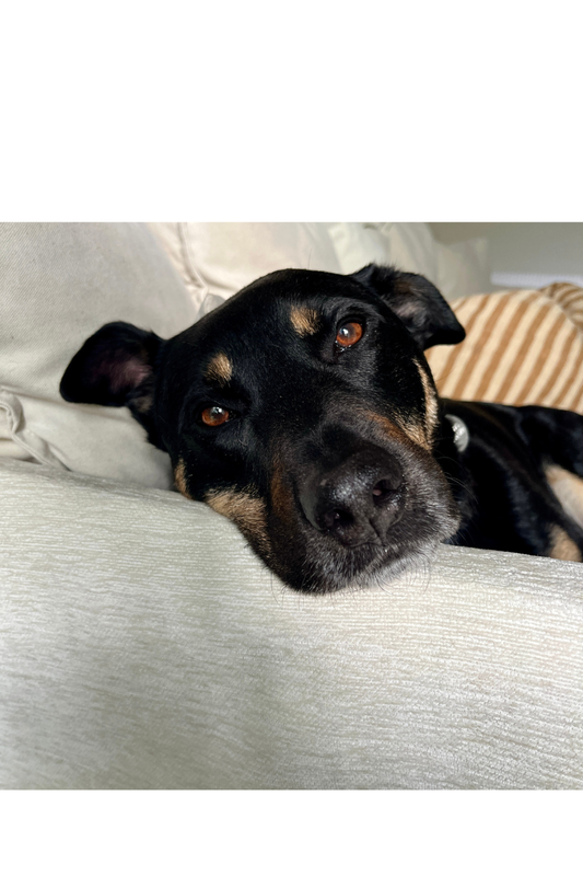 The Hardest Part of Loving a Dog